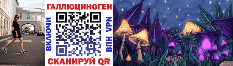 Галлюциногенные грибы Psilocybe  где найти наркотики  кракен ссылки  Шатура 